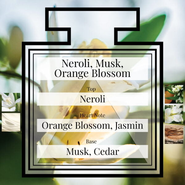 Pairfum-Fragrance-Neroli-Musk-Orange-Blossom-Triangle-Ingredients.jpg Pairfum-Fragrance-Neroli-Musk-Orange-Blossom-Triangle-Ingredients.jpg